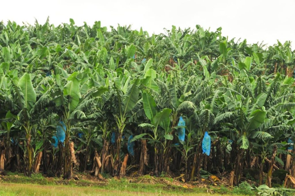 Agriculture-Bananes.jpg