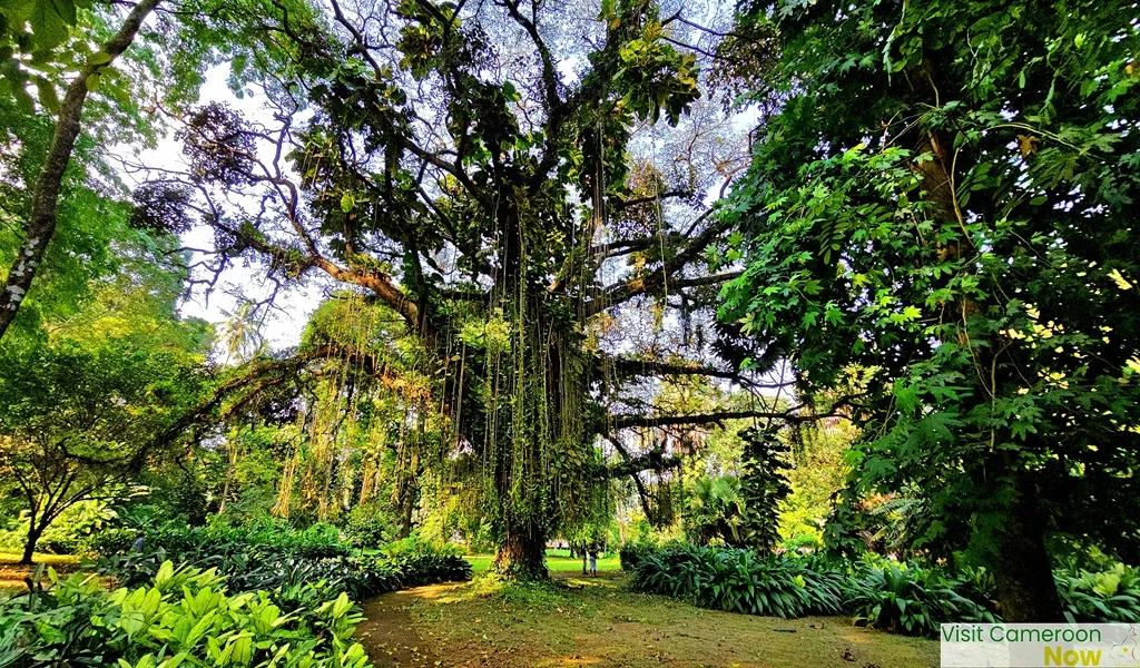 Botanic-Garden 4 Botanic Garden 4